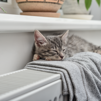 Schläfrige Katze macht es sich unter der Fensterbank auf einer warmen Heizung gemütlich. | © iStock