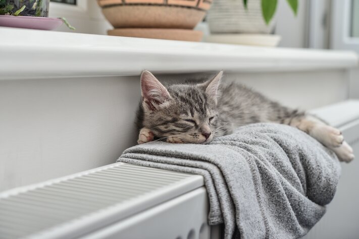 Schläfrige Katze macht es sich unter der Fensterbank auf einer warmen Heizung gemütlich. | © iStock